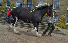 Erddig Shires - Sunday 22nd April