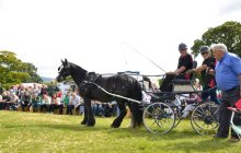 North Wales Shire Horse Society Show 2014 - inside the ring