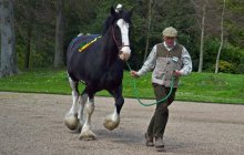 Erddig Shires - Sunday 22nd April
