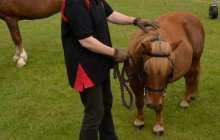 North Wales Shire Horse Society 2014 Show - Parade section