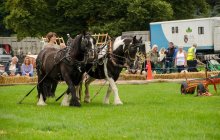 North Wales Shire Horse Society Open Day 2013 - Arfon Edwards
