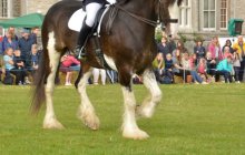 North Wales Shire Horse Society Show 2014 - inside the ring