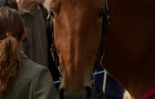 North Wales Shire Horse Society Show 2014 - inside the ring