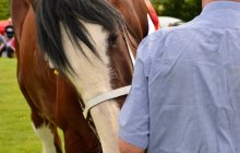 North Wales Shire Horse Show 2015