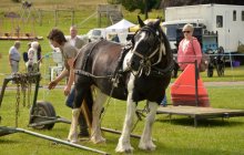 North Wales Shire Horse Society Show 2014 - inside the ring