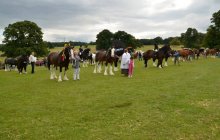 North Wales Shire Horse Society 2014 Show - Parade section
