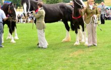 North Wales Shire Horse Society Open Day 2013 - Arfon Edwards