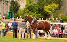 North Wales Shire Horse Show 2015