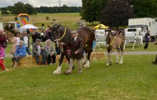 North Wales Shire Horse Society 2014 Show - Parade section