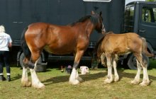 Bodelwyddan Open Day 2011