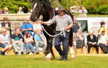 North Wales Shire Horse Show 2015
